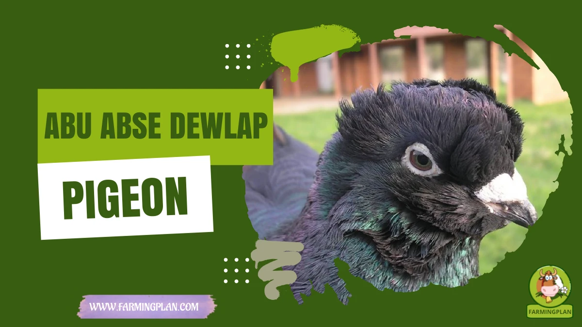 abu abse dewlap pigeon