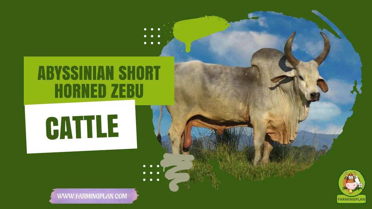 abyssinian short horned zebu cattle