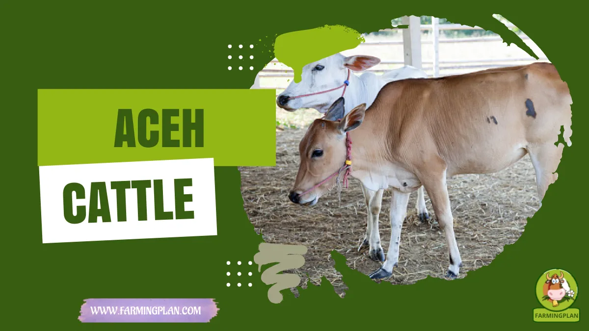 aceh cattle