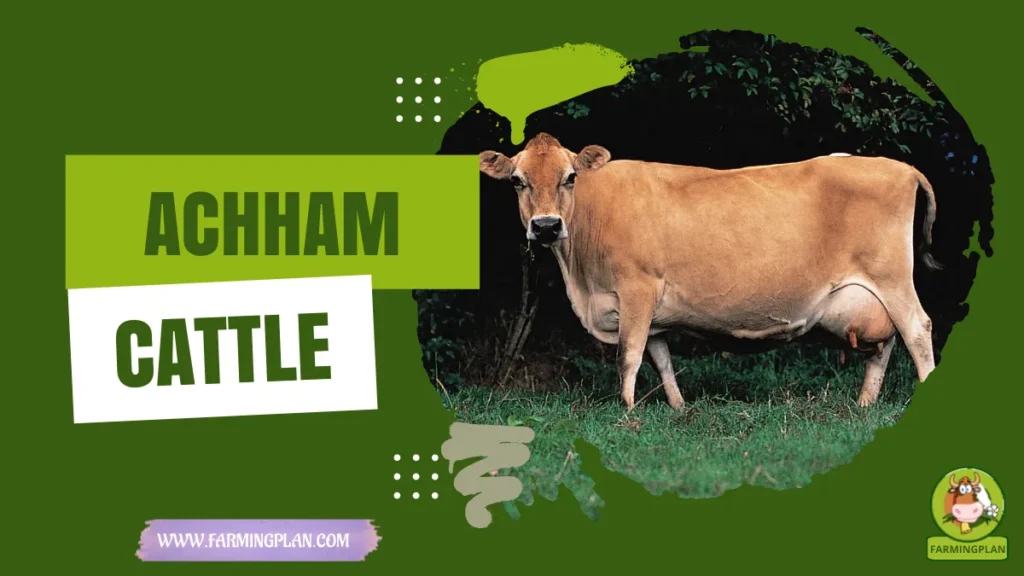 Achham Cattle