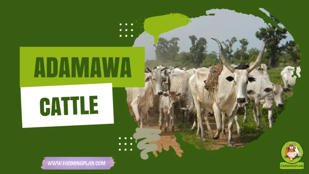 Adamawa cattle