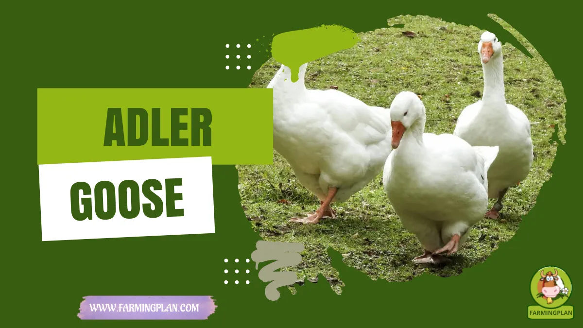 adler goose