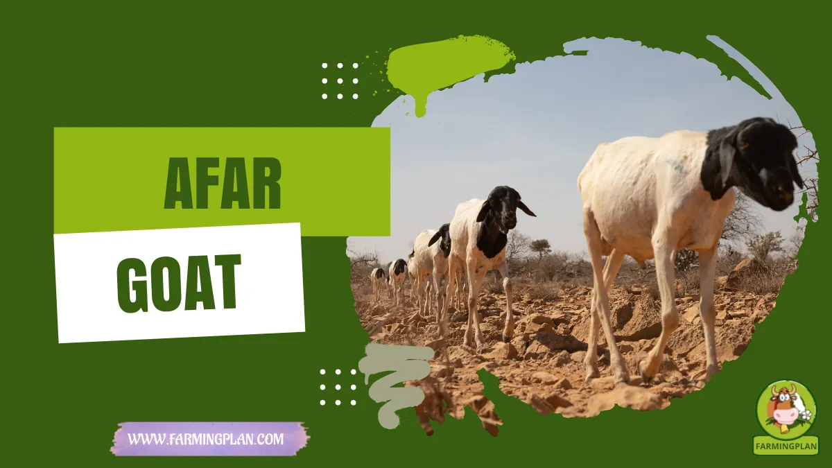 Afar Goat