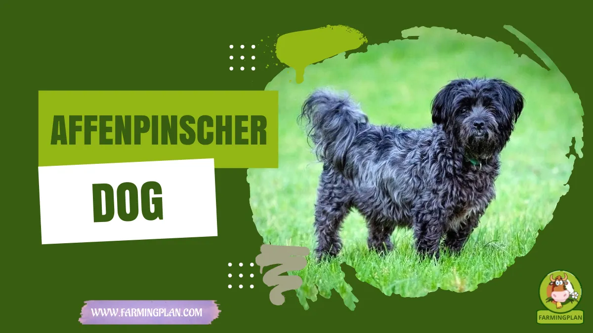 affenpinscher dog