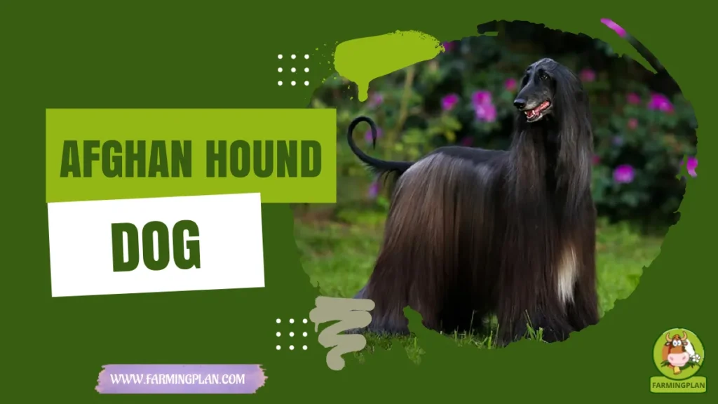 Afghan Hound Dog