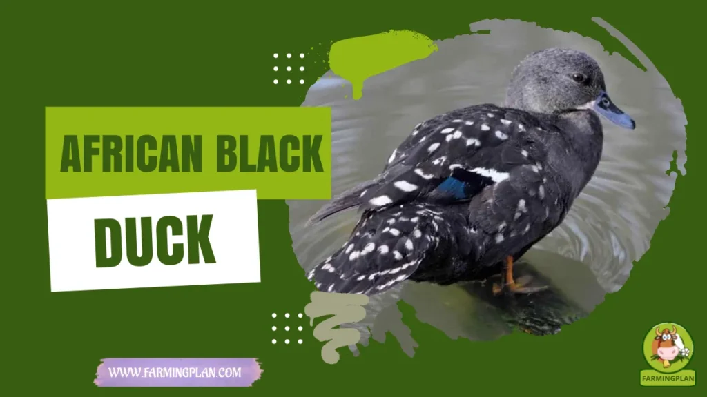 african black duck