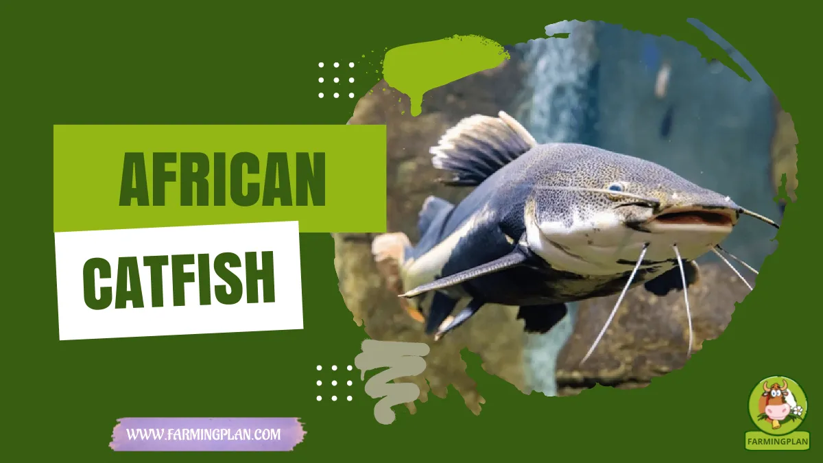 african catfish