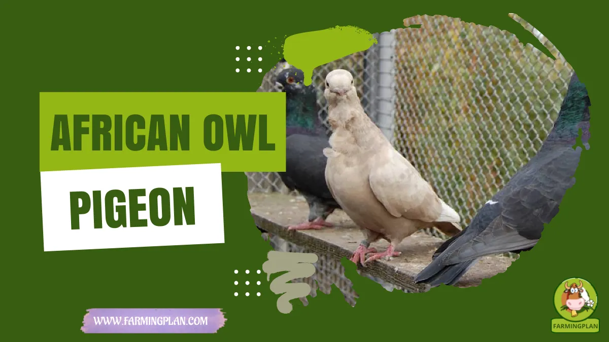 african owl pigeon