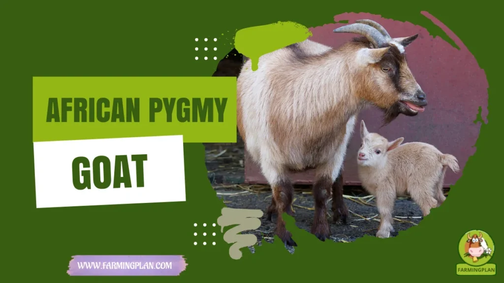 African Pygmy Goat