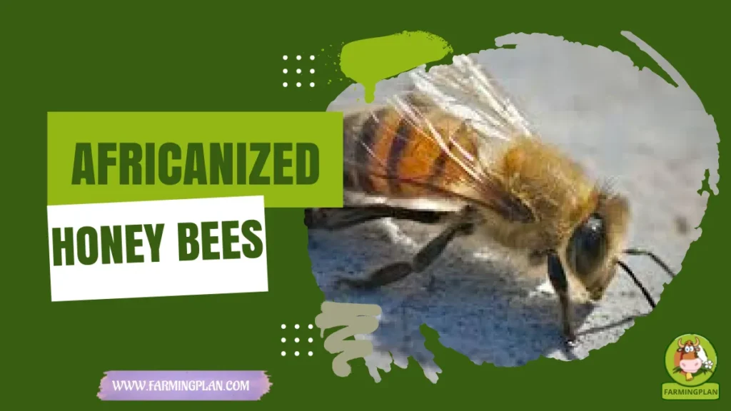 africanized honey bees