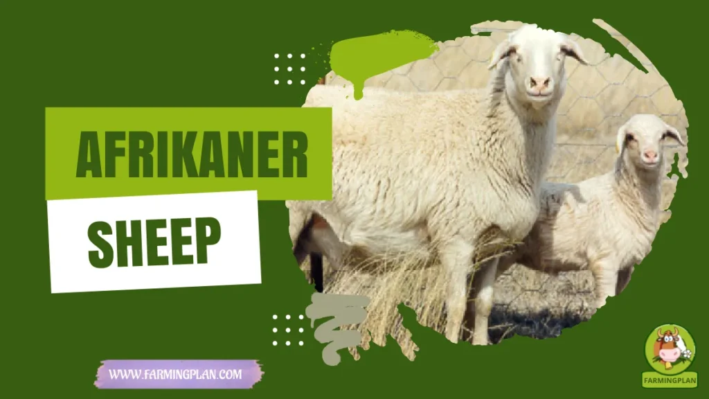 Afrikaner Sheep