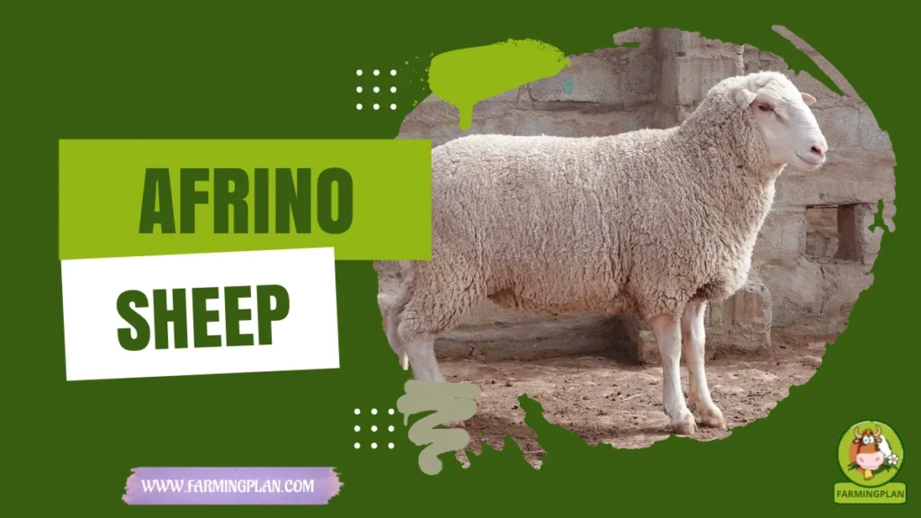afrino sheep