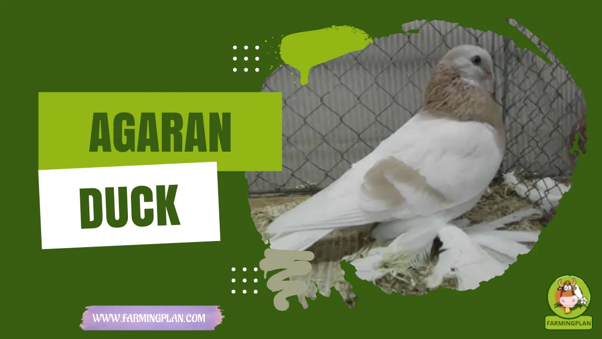 agaran pigeon