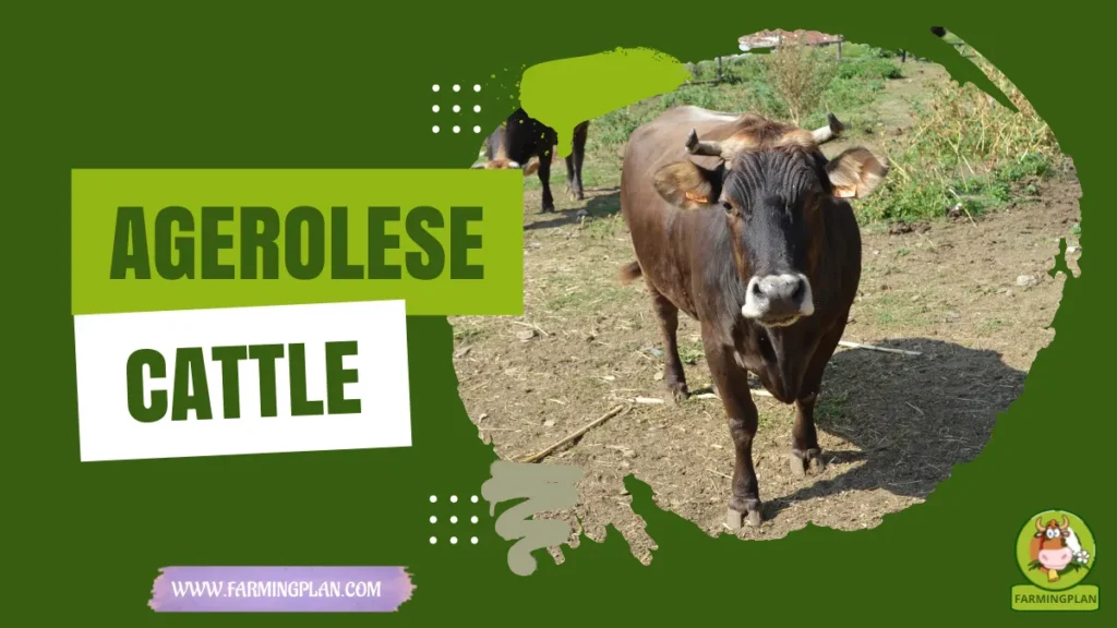 agerolese cattle