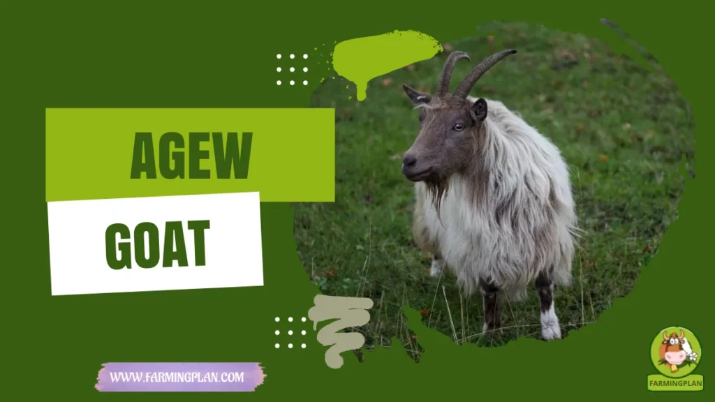 AGEW GOAT