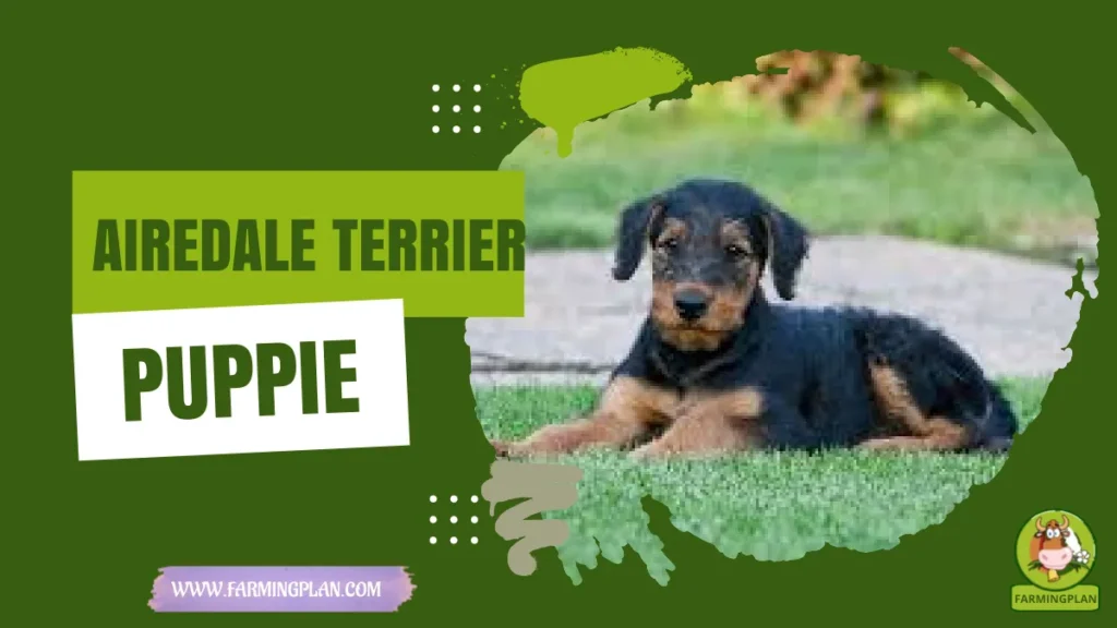 airedale terrier puppie