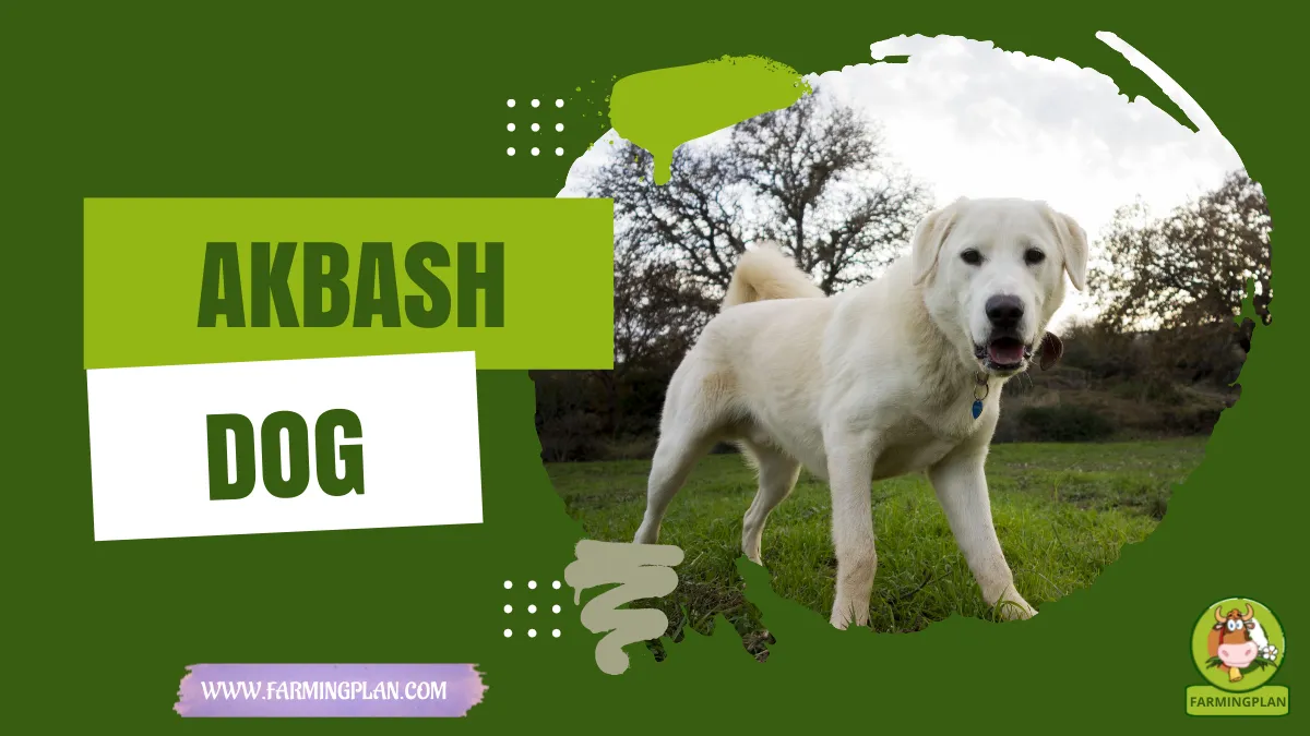 akbash dog