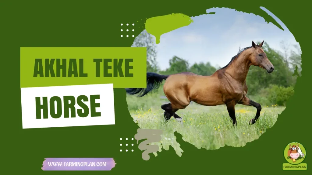Akhal Teke Horse