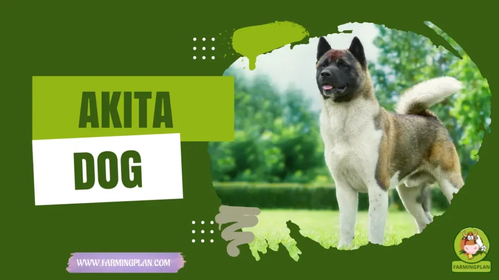 Akita Dog