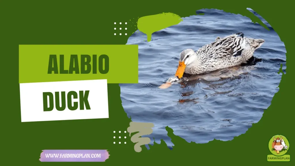 alabio duck
