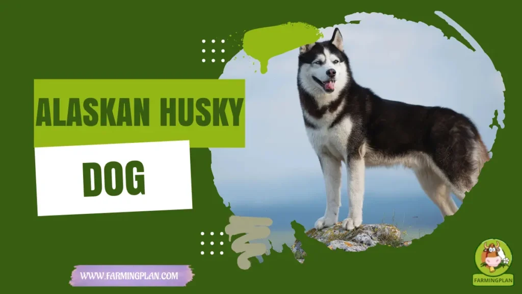 Alaskan Husky Dog