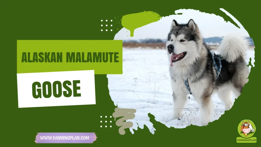 Alaskan Malamute