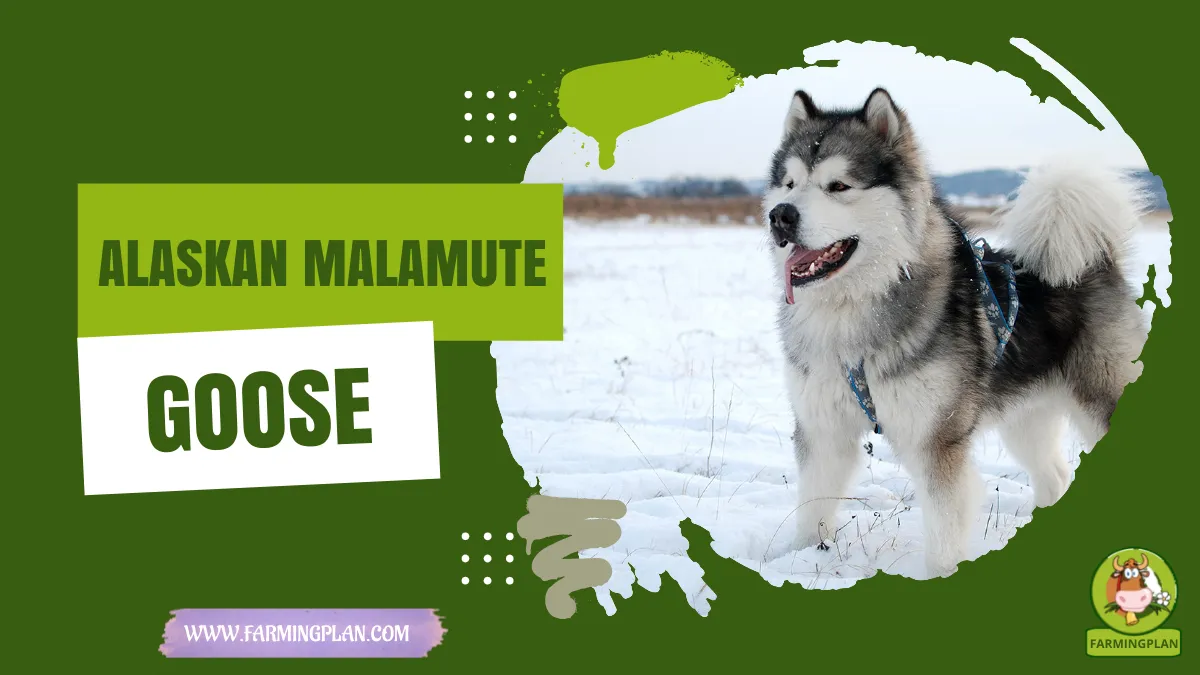 Alaskan Malamute