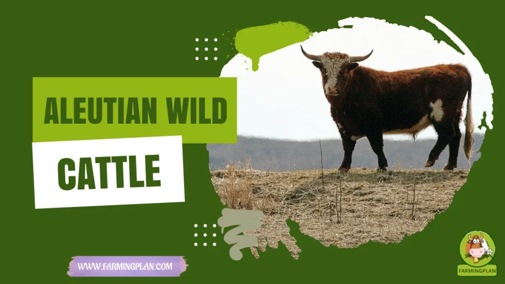 Aleutian Wild Cattle