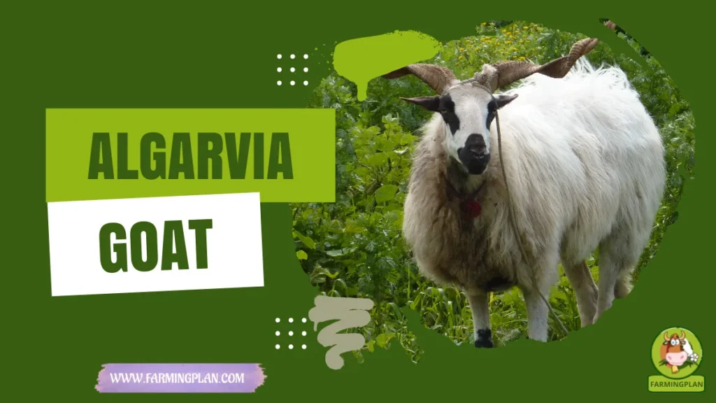 Algarvia Goat