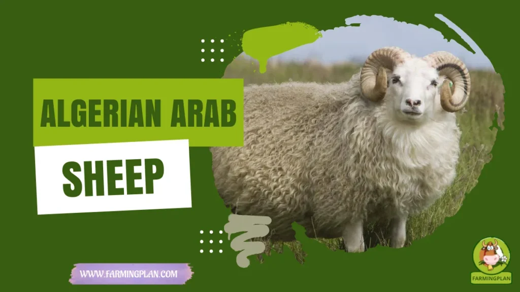 Algerian Arab Sheep