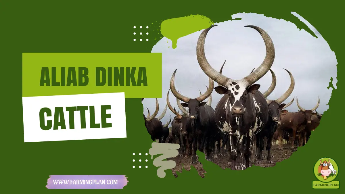 aliab dinka cattle