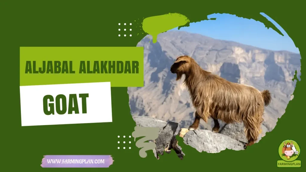 Aljabal Alakhdar Goat