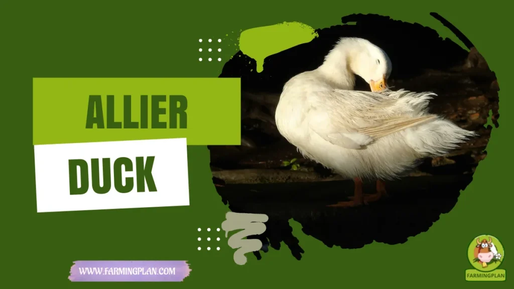 Allier Duck