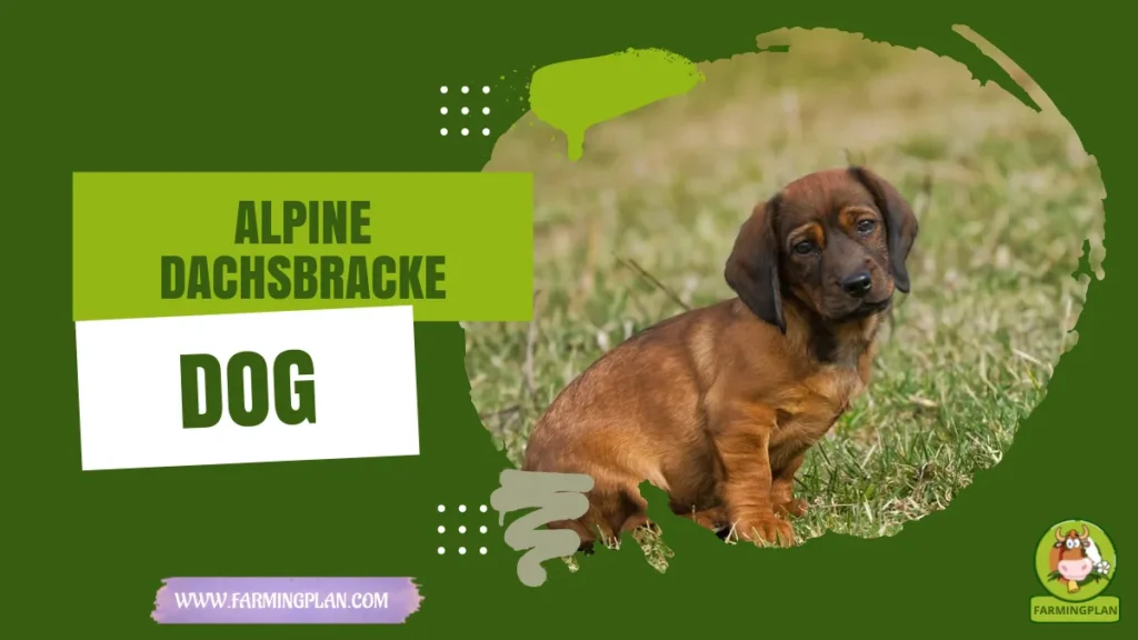 alpine dachsbracke dog
