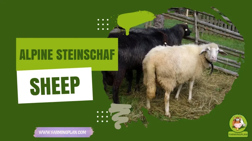 Alpine Steinschaf Sheep