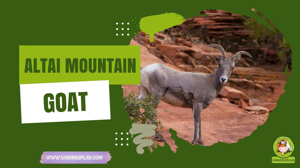 altai mountain goat
