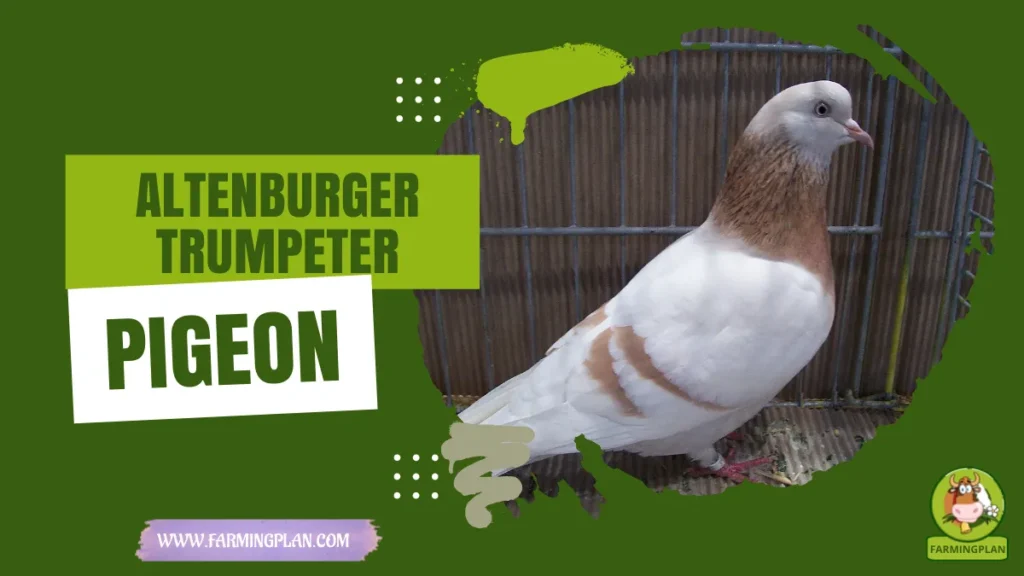 Altenburger Trumpeter Pigeon