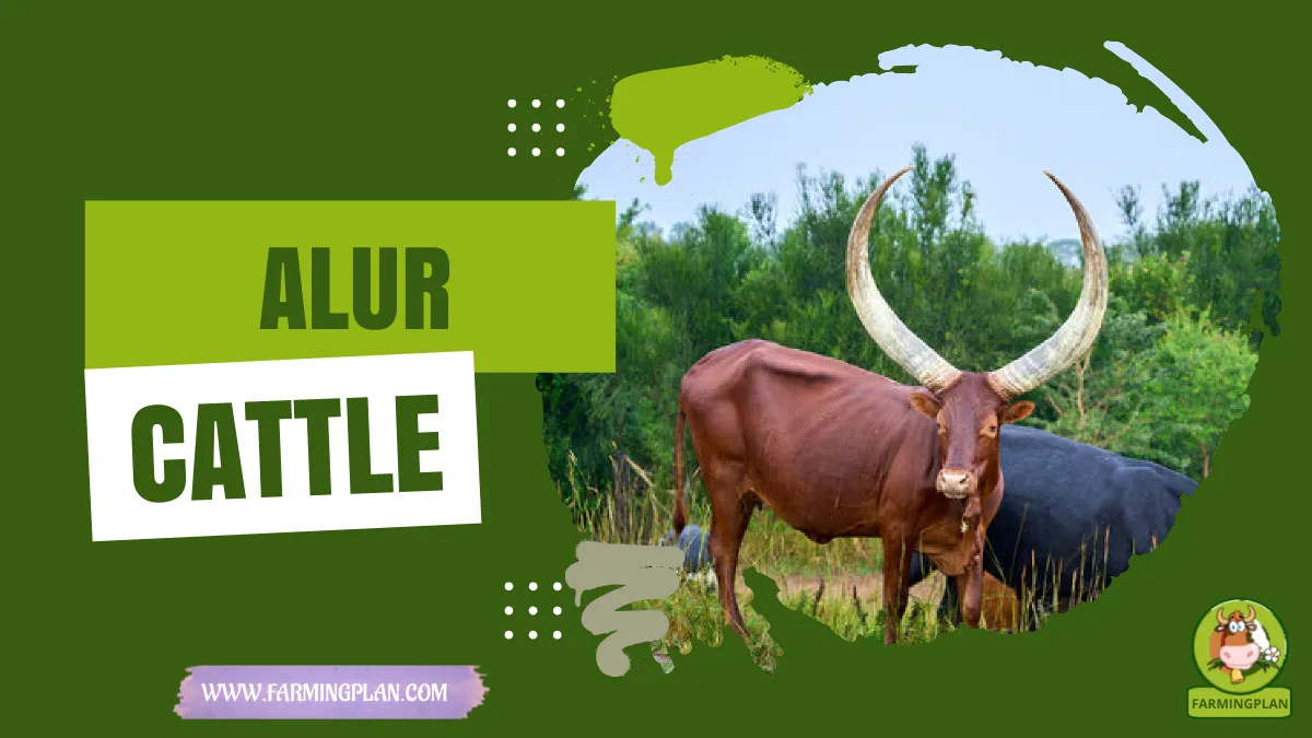 alur cattle
