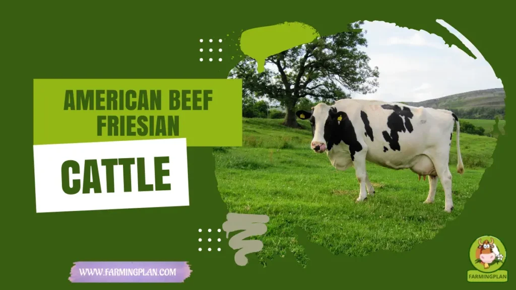 American Beef Friesian Cattle