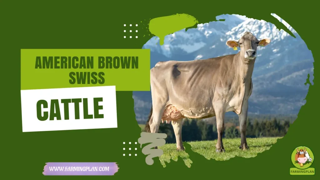 American Brown Swiss Cattle