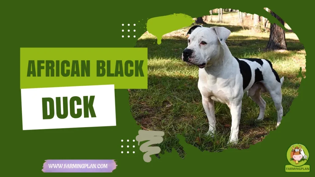 american bulldog