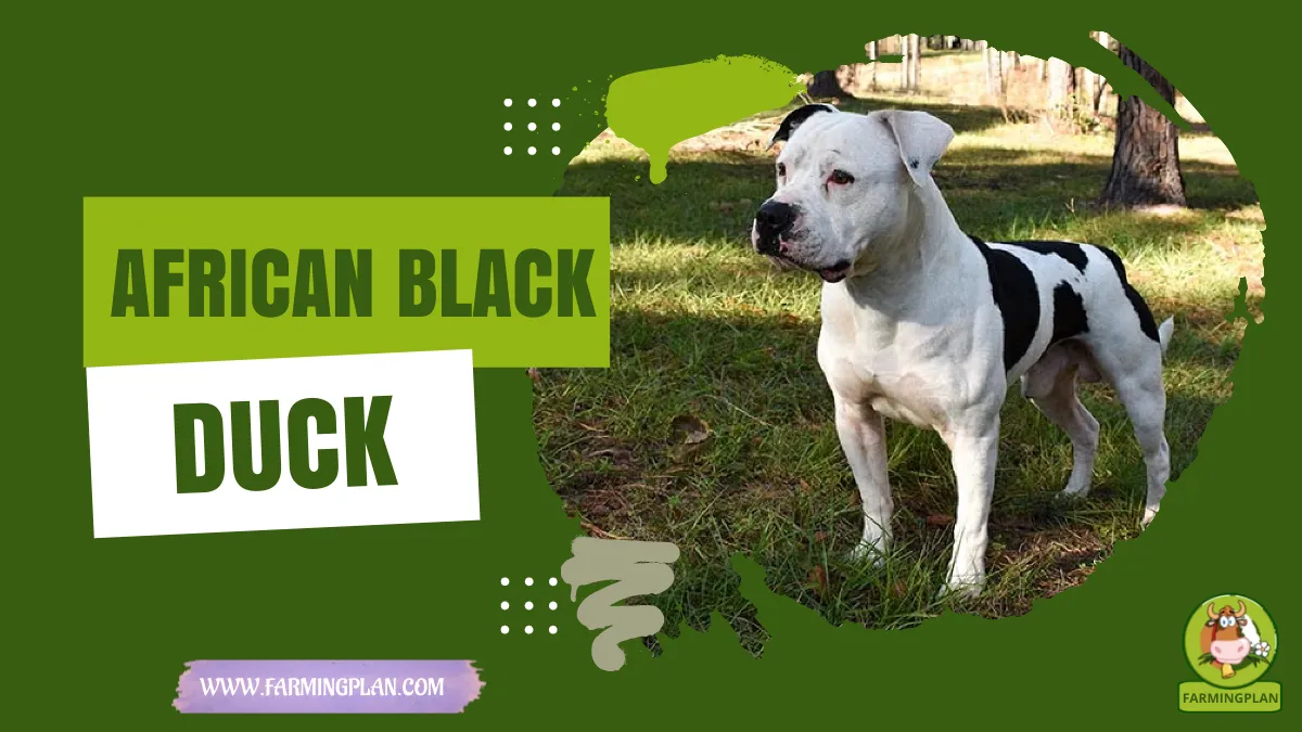 american bulldog