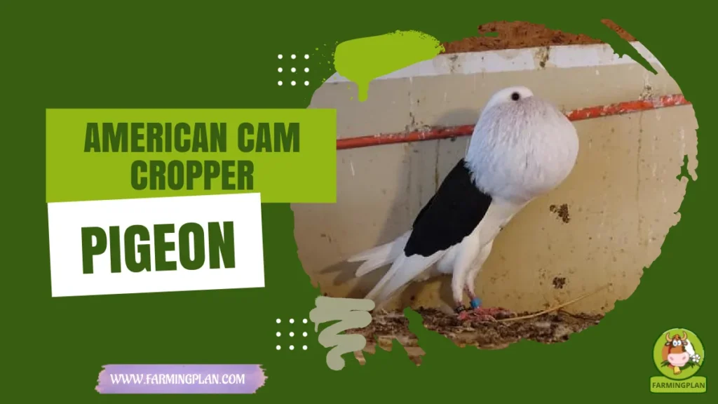 American Cam Cropper Pigeon