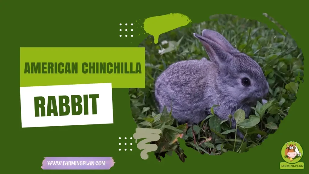 american chinchilla rabbit