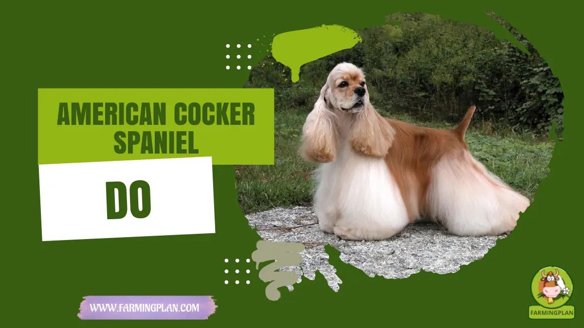 american cocker spaniel dog