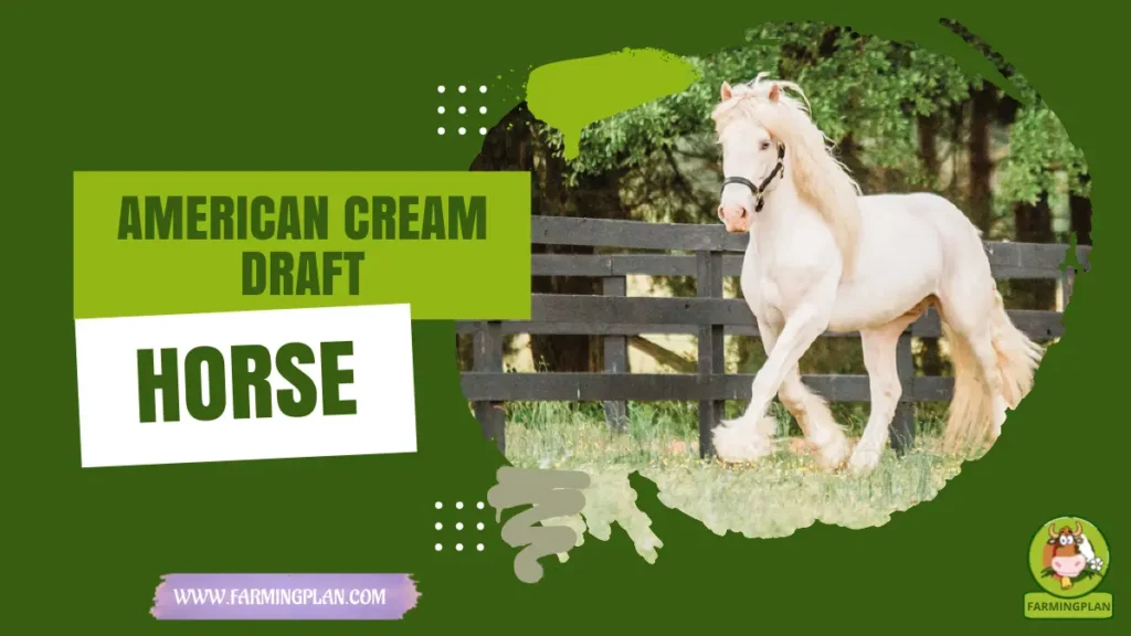 american cream draft horse