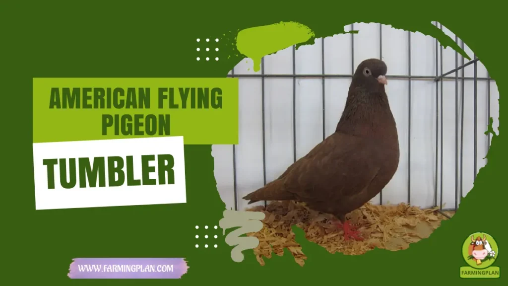 American Flying Tumbler Pigeon