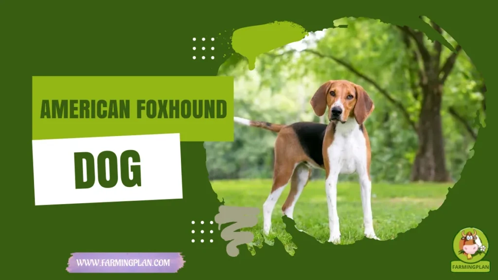 american foxhound dog