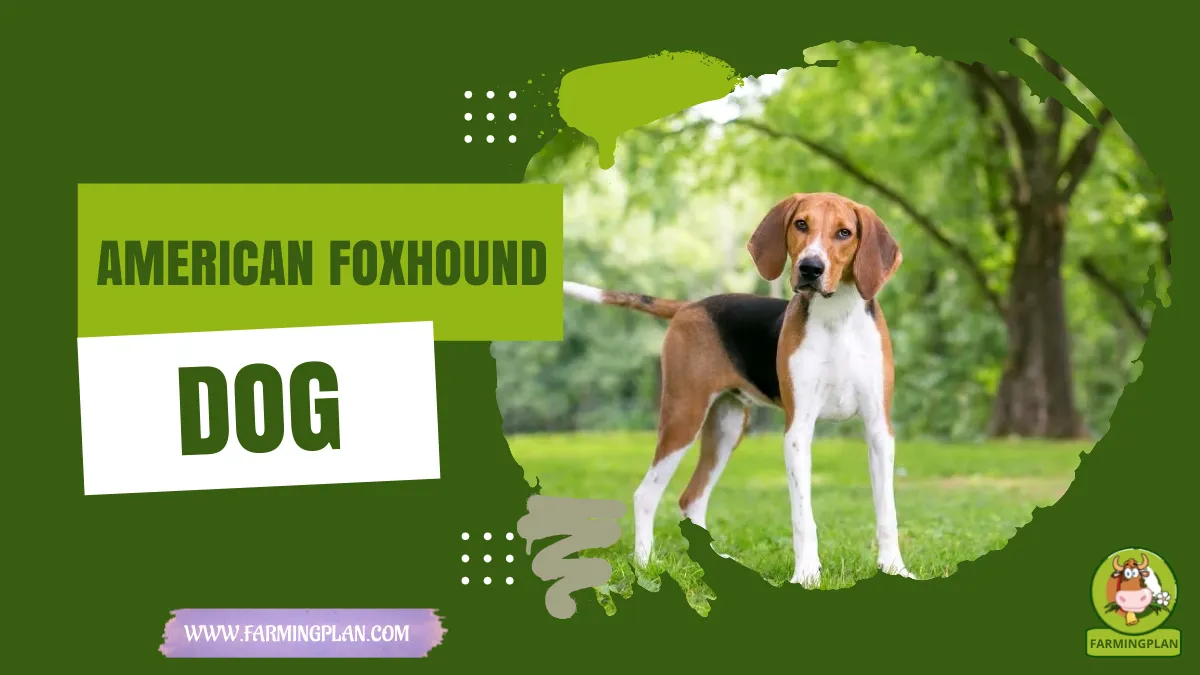 american foxhound dog