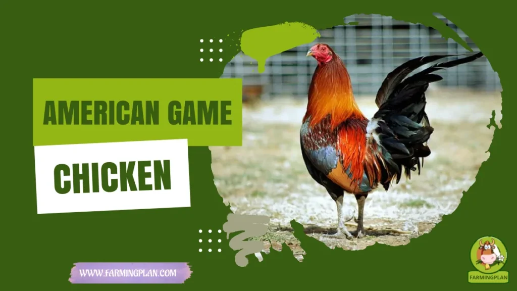 american game chicken
